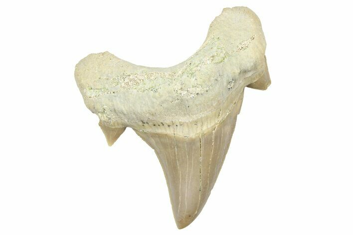 Fossil Shark Tooth (Otodus) - Morocco #353497